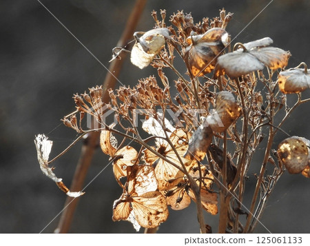 早春凋謝的繡球花 125061133