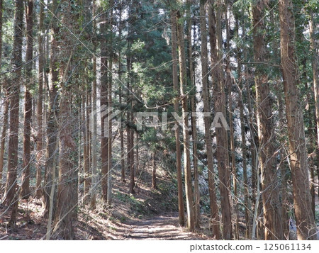 清晨的陽光照耀在林間小路上 125061134