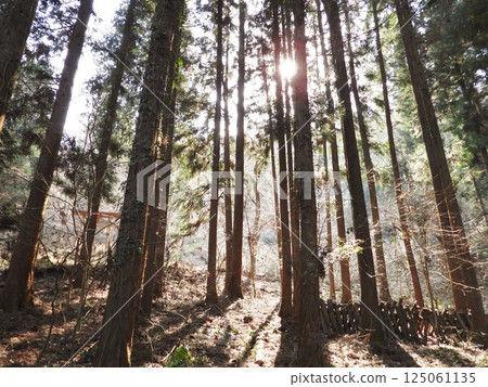 晨曦中的森林小樹林 晨曦中的森林小樹林 125061135
