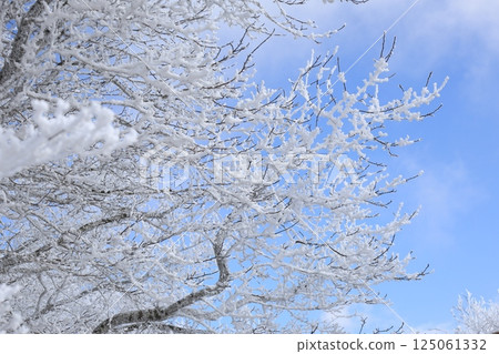 冬季樹木被霜覆蓋的風景 125061332