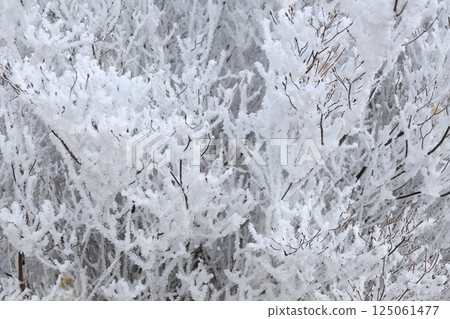 A close-up of a branch covered in frost A close-up of a branch covered in frost 125061477