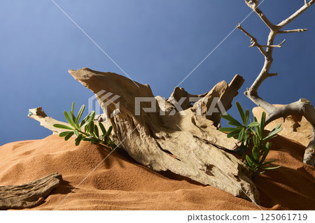 Tree trunk is rough with sharp and rough edges, interspersed with green wild branches. The sand field forms high sand dunes. The dry tree has a winding shape and points towards the sky. Tree trunk is rough with sharp and rough edges, interspersed with green wild branches. The sand field forms high sand dunes. The dry tree has a winding shape and points towards the sky. 125061719