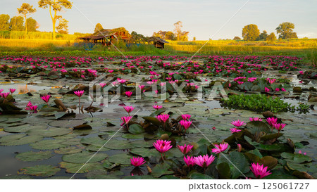 Pink water lilies blooming across a peaceful pond at sunrise, with rustic huts and golden rice fields in the background. 125061727
