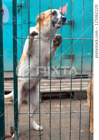 Dog in animal shelter. Homeless sad dog in a cage. Dog in animal shelter. Homeless sad dog in a cage. 125062220