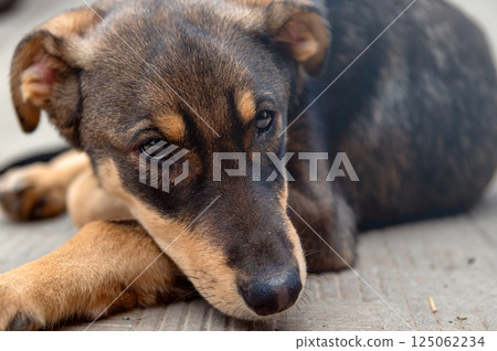 Dog in animal shelter. Homeless sad dog in a cage. Dog in animal shelter. Homeless sad dog in a cage. 125062234