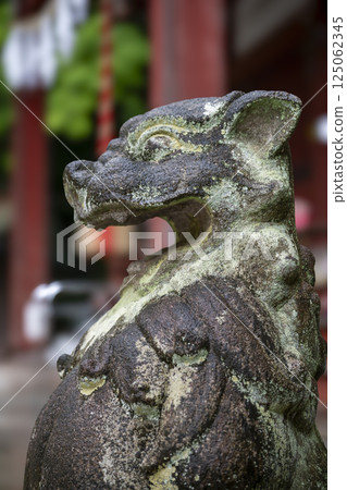 The mountain dog-shaped lion statue at Chichibu Hijiri Shrine that helps you save money The mountain dog-shaped lion statue at Chichibu Hijiri Shrine that helps you save money 125062345