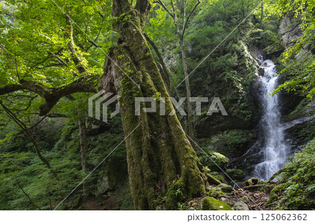 Mysterious Oyosezawa Fudo Falls and a large horse chestnut tree in Okuchichibu 125062362