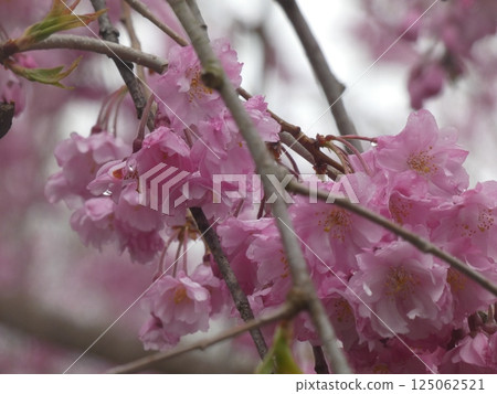 Cherry blossoms petals wet in the rain Cherry blossoms petals wet in the rain 125062521