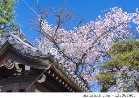 本門佛龍寺的山門和盛開的櫻花 125062603
