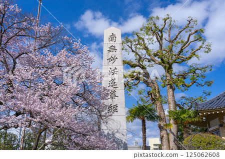 Honmon Butsuryū-ji Temple: Hyakumanrei-e memorial tower and cherry blossoms in full bloom Honmon Butsuryū-ji Temple: Hyakumanrei-e memorial tower and cherry blossoms in full bloom 125062608