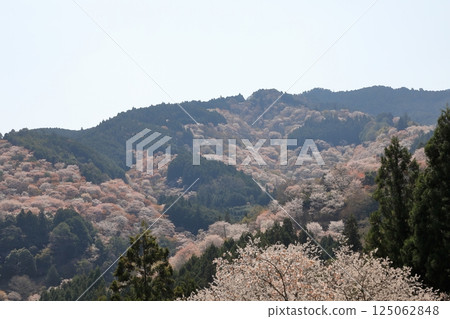 吉野山：吉水神社的春天（奈良縣吉野町） 125062848