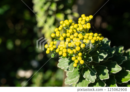 Pacific Chrysanthemum Chrysanthemum buds Plants Chrysanthemum pacificum イソギク 125062908