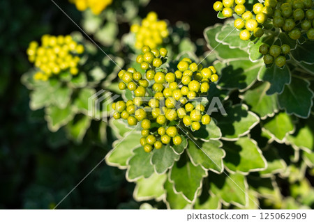 Pacific Chrysanthemum Chrysanthemum buds Plants Chrysanthemum pacificum イソギク 125062909
