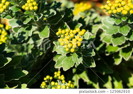 太平洋菊花 菊花 花苞 植物 Chrysanthemum pacificum イソギク 太平洋菊花 菊花 花苞 植物 Chrysanthemum pacificum イソギク 125062910