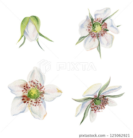 Early spring flower buds, cherry sakura apple blossom, hand drawn in watercolor anemone primrose daisy, tree bush berry plant. Single object isolated illustration. Wedding florist shop, scrapbooking. 125062921