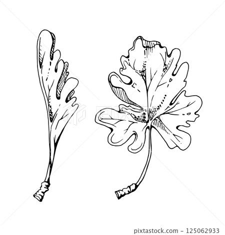 Green leaves of flower, bush tree plant foliage hand drawn in vector ink. Gooseberry oak currant sycamore poplar. Isolated botanical illustration. Wedding florist, scrapbooking decoupage, cosmetics Green leaves of flower, bush tree plant foliage hand drawn in vector ink. Gooseberry oak currant sycamore poplar. Isolated botanical illustration. Wedding florist, scrapbooking decoupage, cosmetics 125062933