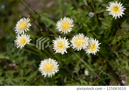 White dandelions in the spring field 125063010