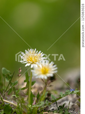 White dandelions in the spring field White dandelions in the spring field 125063028