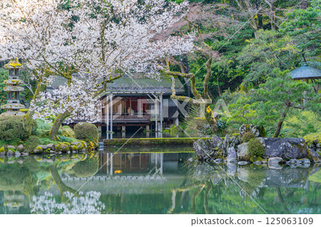 (Ishikawa Prefecture) Kenrokuen Garden, Hyoike Pond, Miyoshian Suitei, Cherry Blossom Season 125063109