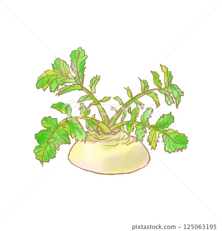 再生種植蘿蔔的插圖(水彩畫) 再生種植蘿蔔的插圖(水彩畫) 125063195