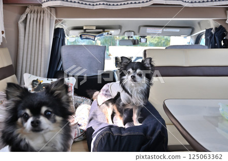 Traveling in a camper with my beloved dog: Chihuahua Traveling in a camper with my beloved dog: Chihuahua 125063362