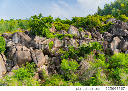 Rocks overgrown with vegetation. 125063367