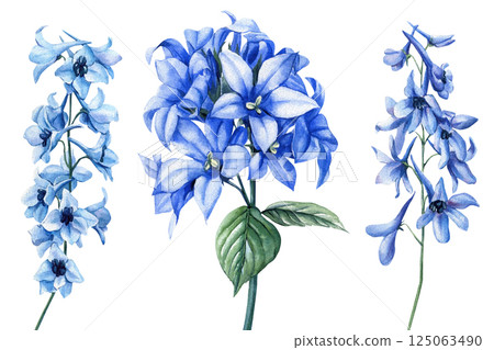 watercolor blue flowers set with delphinium, lily blossoms, hand painted floral illustration isolated white background watercolor blue flowers set with delphinium, lily blossoms, hand painted floral illustration isolated white background 125063490
