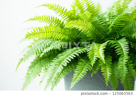 Potted fern with delicate, feathery fronds on a white background. Houseplant in gray pot. Fleshy leaves. 125063563