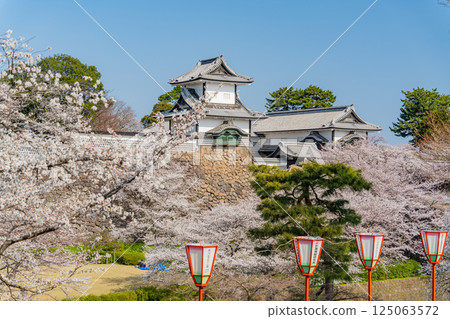 (石川縣)金澤城:清晨的石川門和石川塔櫻花盛開 (石川縣)金澤城:清晨的石川門和石川塔櫻花盛開 125063572