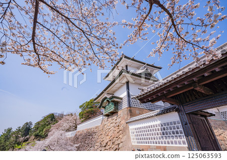 （石川縣）金澤城：清晨的石川門和石川塔櫻花盛開 125063593