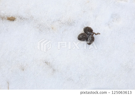 雪地上的棕色小堅果 125063613