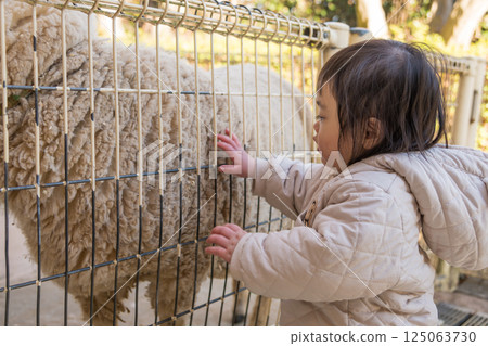 [A one-year-old child touching a sheep at the animal play area in Sagamihara City Asamizo Park] 125063730