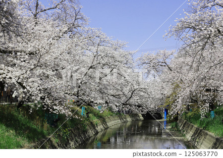 Cherry blossoms, Iwakura City, Cherry Blossom Festival, Gojo River Cherry blossoms, Iwakura City, Cherry Blossom Festival, Gojo River 125063770