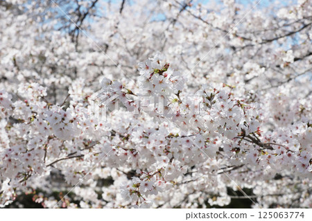 Cherry blossoms, Iwakura City, Cherry Blossom Festival, Gojo River 125063774