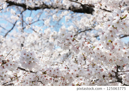 Cherry blossoms, Iwakura City, Cherry Blossom Festival, Gojo River 125063775