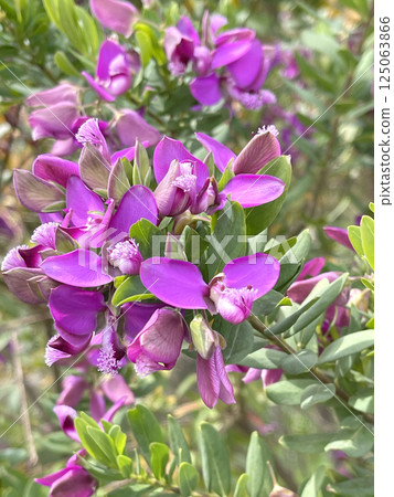 Spring pink flowers with green leaves on streets in city, Italy. Seasons and nature. Background for design. Spring pink flowers with green leaves on streets in city, Italy. Seasons and nature. Background for design. 125063866