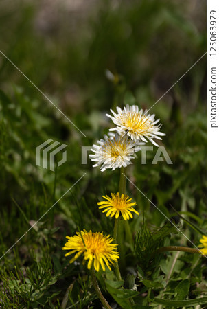 Yellow and white dandelions blooming in a spring field Yellow and white dandelions blooming in a spring field 125063979