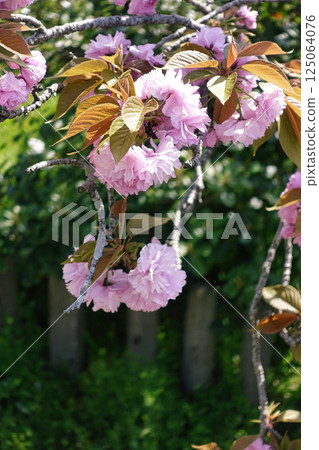 春季四月:盛開著圓形、蓬鬆的粉紅重瓣櫻花 春季四月:盛開著圓形、蓬鬆的粉紅重瓣櫻花 125064076