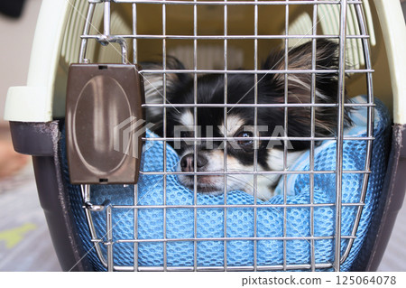 Puppy entering a crate, puppy dog, chihuahua 125064078