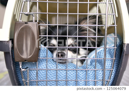 Puppy entering a crate, puppy dog, chihuahua Puppy entering a crate, puppy dog, chihuahua 125064079