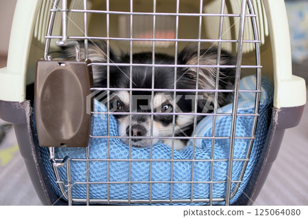 Puppy entering a crate, puppy dog, chihuahua Puppy entering a crate, puppy dog, chihuahua 125064080