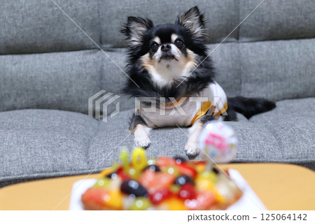 My dog and birthday cake: Chihuahua My dog and birthday cake: Chihuahua 125064142