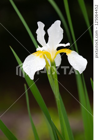 白色鳶尾花的特寫 1 白色鳶尾花的特寫 1 125064452