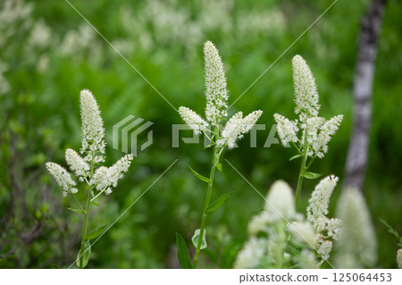 高原貝加爾白花特寫2 高原貝加爾白花特寫2 125064453