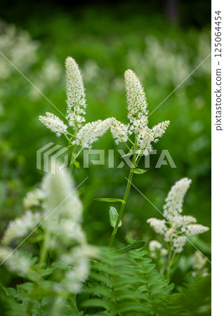 高原貝加爾白花特寫1 高原貝加爾白花特寫1 125064454