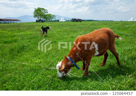Sheep grazing on the pastures of a ranch Sheep grazing on the pastures of a ranch 125064457