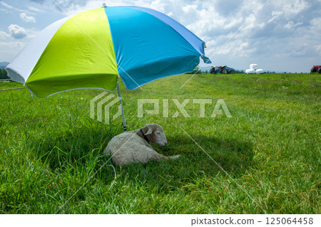 Goats relaxing under a parasol on a farm 125064458