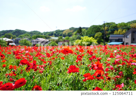 Poppy Poppy 125064711