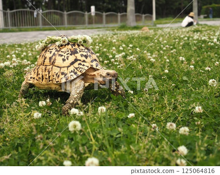 戴著花冠的烏龜照片 125064816