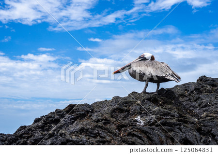 Brown Pelican on rocks at Puerto Villamil Beach, Isabela, Galapagos, Ecuador 125064831